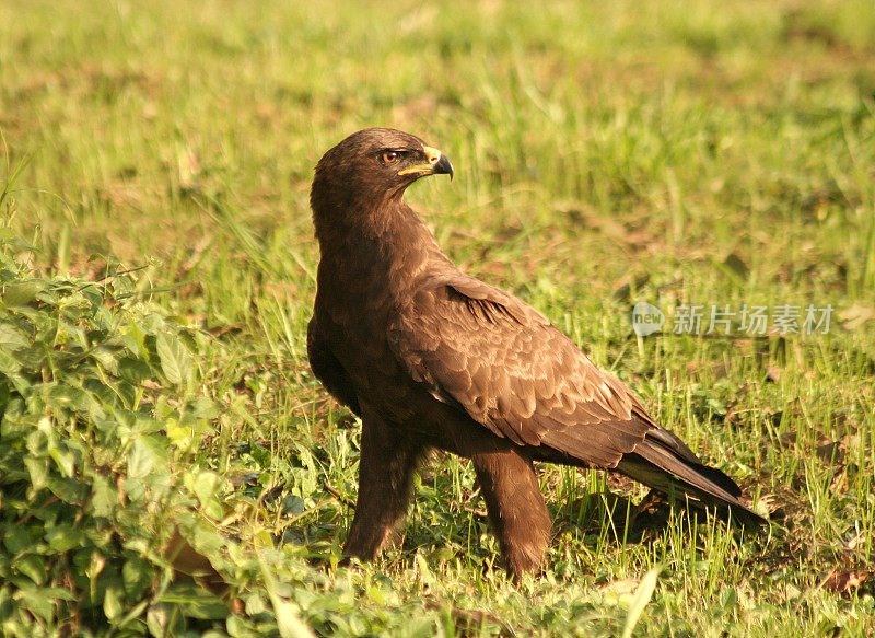 Dark Phase Tawny Eagle